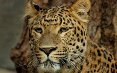 Desktop image. Animals. ID:35382