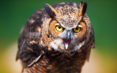 Desktop image. Animals. ID:53314