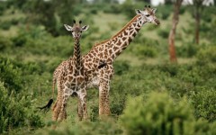 Desktop image. Animals. ID:35384