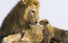 Desktop image. Animals. ID:35386