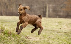Desktop image. Animals. ID:53319