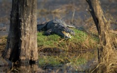 Desktop image. Animals. ID:53321