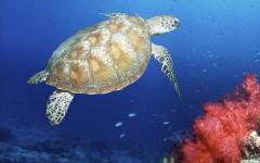 Desktop image. Animals. ID:35391