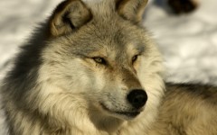 Desktop image. Animals. ID:35392
