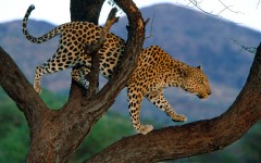 Desktop image. Animals. ID:35393