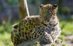 Desktop image. Animals. ID:53322