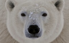 Desktop image. Animals. ID:35396