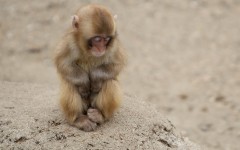 Desktop image. Animals. ID:35397