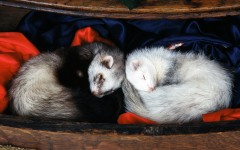 Desktop image. Animals. ID:35399