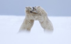 Desktop image. Animals. ID:53472
