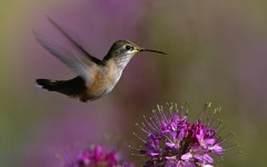 Desktop image. Animals. ID:35403