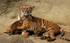 Desktop image. Animals. ID:35404