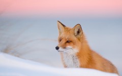 Desktop image. Animals. ID:53326