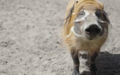 Desktop image. Animals. ID:35406
