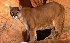 Desktop image. Animals. ID:35407