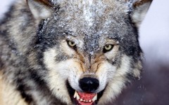 Desktop image. Animals. ID:35408