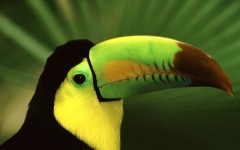 Desktop image. Animals. ID:35409