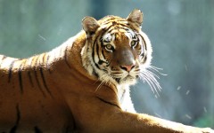 Desktop image. Animals. ID:35410