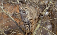 Desktop image. Animals. ID:35411