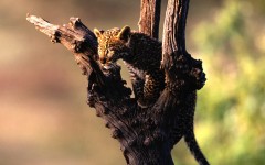 Desktop image. Animals. ID:35412