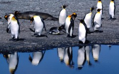 Desktop image. Animals. ID:35413