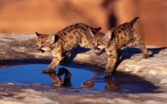 Desktop image. Animals. ID:35414