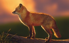 Desktop image. Animals. ID:53327