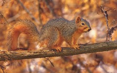 Desktop image. Animals. ID:53328