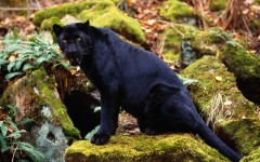 Desktop image. Animals. ID:35423