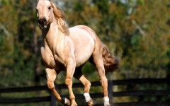 Desktop image. Animals. ID:35432