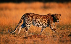 Desktop image. Animals. ID:35433