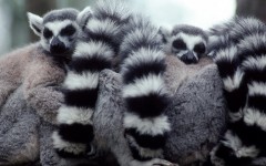 Desktop image. Animals. ID:35434