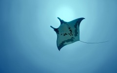 Desktop image. Animals. ID:35435