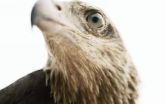 Desktop image. Animals. ID:35436
