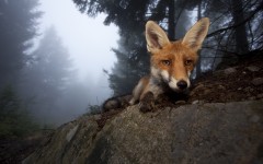 Desktop image. Animals. ID:53333