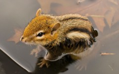 Desktop image. Animals. ID:53482