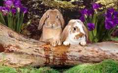 Desktop image. Animals. ID:35440