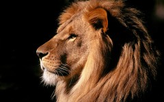 Desktop image. Animals. ID:35444