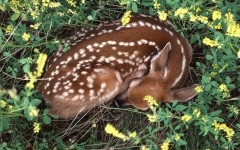 Desktop image. Animals. ID:35445
