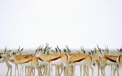 Desktop image. Animals. ID:35446