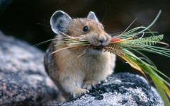 Desktop image. Animals. ID:53485