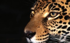 Desktop image. Animals. ID:35449