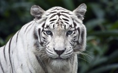 Desktop image. Animals. ID:35451