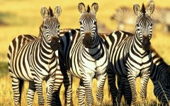 Desktop image. Animals. ID:35452