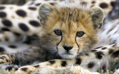 Desktop image. Animals. ID:35453