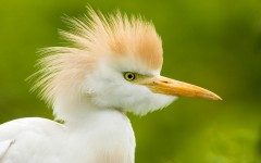 Desktop image. Animals. ID:35454