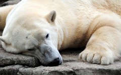 Desktop image. Animals. ID:35455