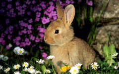 Desktop image. Animals. ID:35457