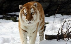 Desktop image. Animals. ID:35458