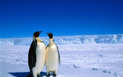 Desktop image. Animals. ID:35459
